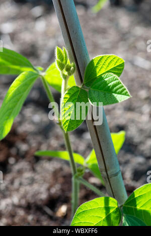 Edamame Bean'Elena (Glycine max) Pflanze, wächst auf einer South Yorkshire Zuteilung. Stockfoto