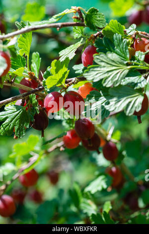 Stachelbeeren 'Hinnomaki rot' (Ribes Uva-Crispa) wächst auf einem Strauch. South Yorkshire, England. Stockfoto