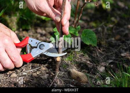 Schneiden zurück Himbeer Stöcke in einer Küche Garten. South Yorkshire, England. Stockfoto