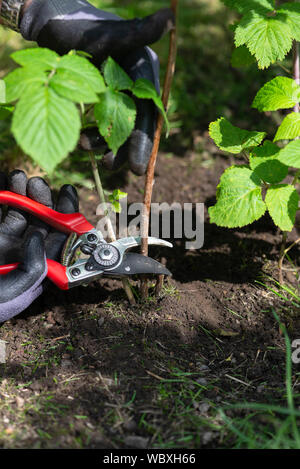 Schneiden zurück Himbeer Stöcke in einer Küche Garten. South Yorkshire, England. Stockfoto