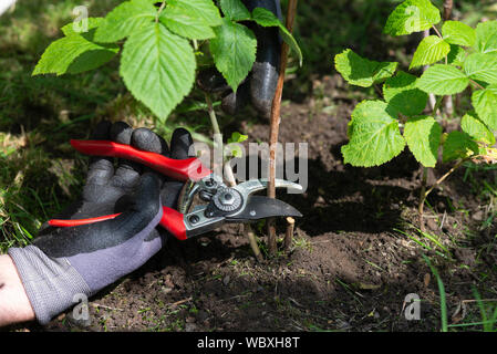 Schneiden zurück Himbeer Stöcke in einer Küche Garten. South Yorkshire, England. Stockfoto