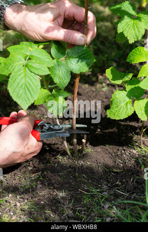 Schneiden zurück Himbeer Stöcke in einer Küche Garten. South Yorkshire, England. Stockfoto