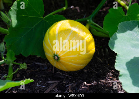 Unreife Hokkaido Kürbis (Cucurbita maxima Hubbard) Squash wachsen auf einem Gemüsegarten, UK. Stockfoto