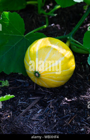 Unreife Hokkaido Kürbis (Cucurbita maxima Hubbard) Squash wachsen auf einem Gemüsegarten, UK. Stockfoto