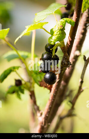 Schwarze Johannisbeeren (Ribes nigrum) wachsen auf einem Busch. South Yorkshire, UK. Stockfoto