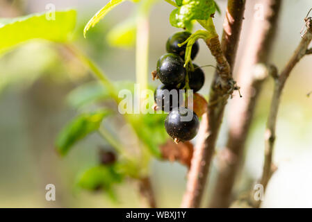 Schwarze Johannisbeeren (Ribes nigrum) wachsen auf einem Busch. South Yorkshire, UK. Stockfoto