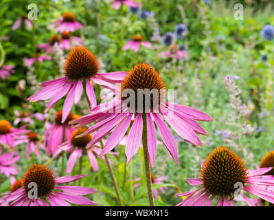 Purple Cone Blumen (Echinacea purpurea) wachsen in einem Garten. England, UK. Stockfoto