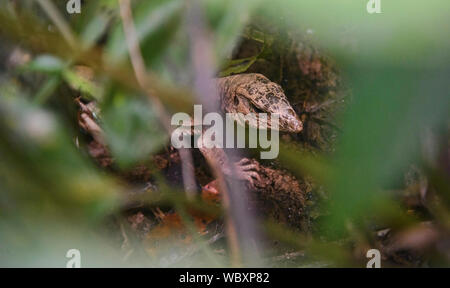 Lizard versteckt im Dschungel, Tambopata Nationalpark, peruanischen Amazonas Stockfoto