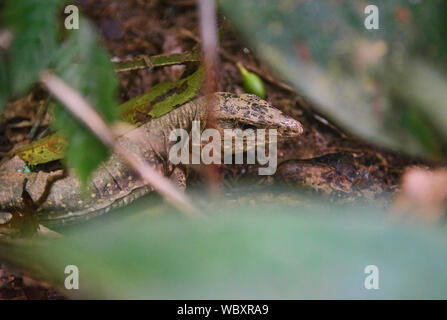 Lizard versteckt im Dschungel, Tambopata Nationalpark, peruanischen Amazonas Stockfoto