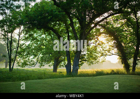 Am späten Nachmittag Sonne scheint durch die Bäume am Rand eines Golfkurses. Stockfoto