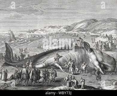 Pottwal am holländischen Strand 1598 gestrandet. Es zog viele Besucher, einschließlich der Künstler Henrik Goltzius. Diese Abbildung wurde von Jakob Mathan nach dem Goltzius arbeiten Stockfoto