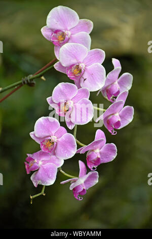 Gelb, Pink und White Orchid Close-up Stockfoto