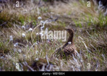 Weibliche Moorschneehuhn (Lagopus Lagopus Scotica) Stockfoto