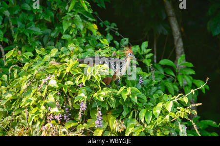 Hoatzin Vögel auf See Tres Chimbadas, Tambopata Fluss, peruanischen Amazonas Stockfoto