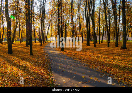 Herbst Landschaften - Vergilbter Bäume und gefallenen Blätter im Herbst im City Park fallen Alley im sonnigen Abend. Malerischen Park Herbst Szene Stockfoto