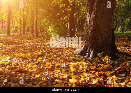 Herbst Wald landschaft. Gefallene Herbstlaub auf den Boden und Wald fallen Bäume unter weichen Sonnenlicht Stockfoto