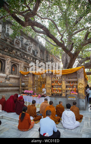 Indien, Bihar, Bodhgaya, Pilger beten vor dem Bhodi Baum an der Mahabodhi Tempel Komplex in Qufu. Stockfoto