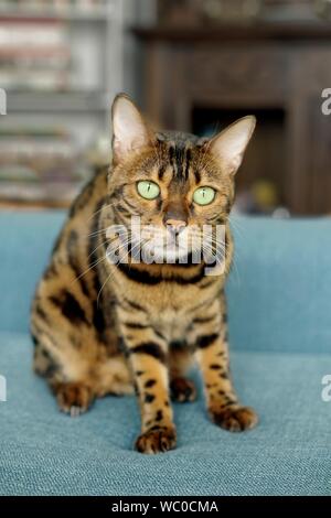 Tabby Katze auf dem Sofa sah spielerisch an der Kamera Stockfoto