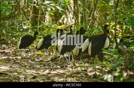 Gruppe von blass-winged Trompeter (Psophia leucoptera), Tambopata National Reserve, peruanischen Amazonas Stockfoto