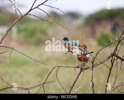 Ausgezeichnete Starling, Lamprotornis superbus in Kenia Stockfoto