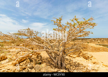 Schloss von Sumhuram, Salalah, Dhofar, Sultanat von Oman. Blick auf einen alten Baum wächst zwischen den Felsen der archäologischen Stätte. Stockfoto