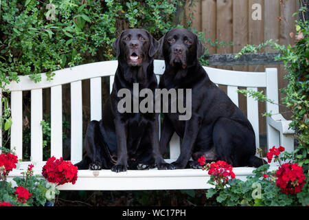 Zwei chocolate Labrador Hunde sitzen auf einer gartenbank Stockfoto