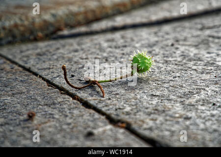 Haarige Kastanie auf einem Steinboden. Low Angle Shot. Stockfoto