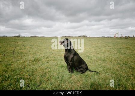 Chocolate Labrador Hund sitzen in einem Feld Stockfoto