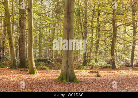 Felbrigg Holz in Norfolk. Die Buche hier Teil eines riesigen V, wurden 1946 gepflanzt, in Erinnerung an Richard Windham. Stockfoto