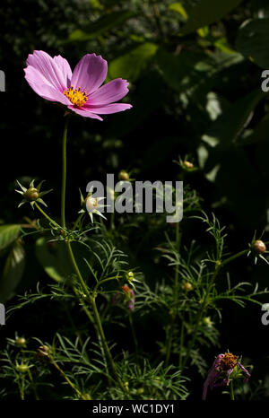 Single Kosmos im Garten im Sommer Stockfoto