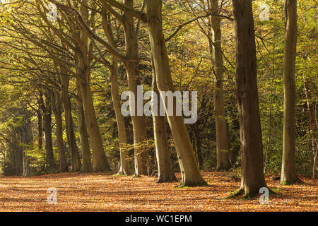 Felbrigg Holz in Norfolk. Die Buche hier Teil eines riesigen V, wurden 1946 gepflanzt, in Erinnerung an Richard Windham. Stockfoto