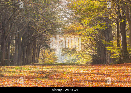 Felbrigg Holz in Norfolk. Die Buche hier Teil eines riesigen V, wurden 1946 gepflanzt, in Erinnerung an Richard Windham. Stockfoto