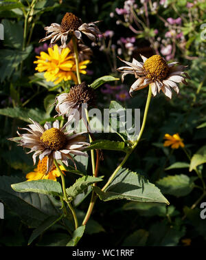 Overblown gelbe Blumen in den Garten im Hinterhof am Ende des Sommers Stockfoto