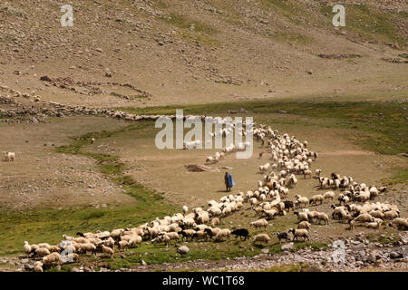 Vieh auf den Weiden von Erzurum in der Türkei Stockfoto