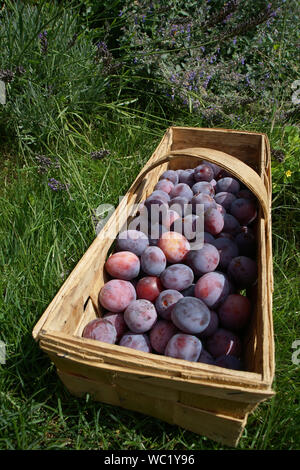 Vor kurzem Pflaumen im Korb abgeholt Stockfoto