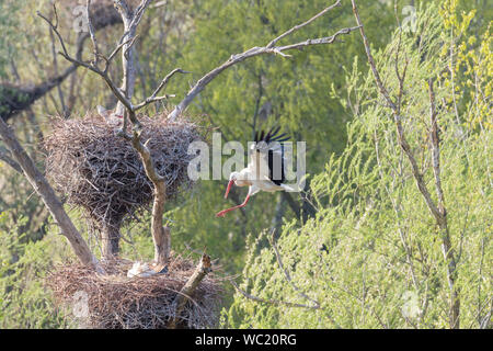 Weißstorch (Ciconia ciconia) am Nest, Sot del Fuster, Vilanova de la Barca, Katalonien, Spanien Stockfoto