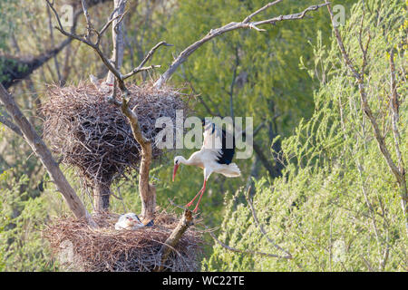 Weißstorch (Ciconia ciconia) am Nest, Sot del Fuster, Vilanova de la Barca, Katalonien, Spanien Stockfoto