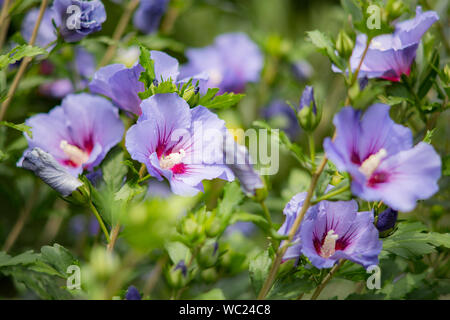 Purple hibiscus Blume in voller Blüte. Rose von Sharon (Hibiscus syriacus) Stockfoto