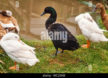 Cayuga Ente (Mitte) häuslich Enten Stockfoto