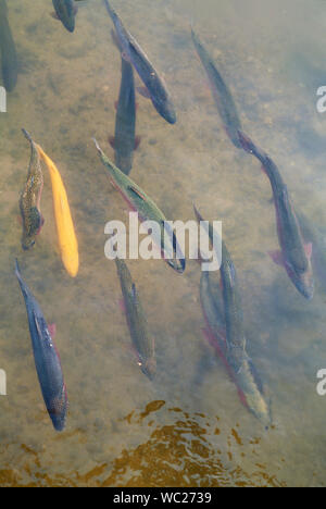 Süßwasserfische in einem Bach, von oben gesehen, Regenbogenforelle, Oncorhynchus mykiss Stockfoto