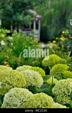 Weiß und Grün Hortensie Blütenstand im Sommer Garten hautnah. Blühende Hortensien, schöne sanfte weiße Blumen - Sommer floral background. Stockfoto