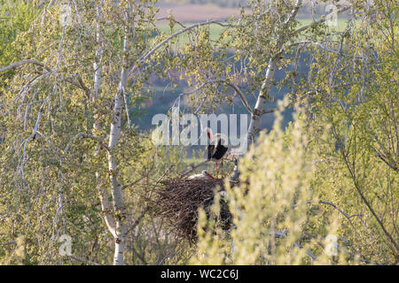 Weißstorch (Ciconia ciconia) am Nest, Sot del Fuster, Vilanova de la Barca, Katalonien, Spanien Stockfoto