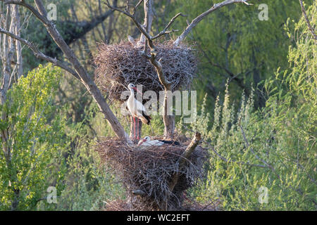 Weißstorch (Ciconia ciconia) am Nest, Sot del Fuster, Vilanova de la Barca, Katalonien, Spanien Stockfoto