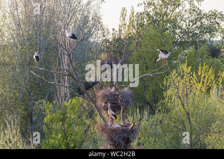 Weißstorch (Ciconia ciconia) am Nest, Sot del Fuster, Vilanova de la Barca, Katalonien, Spanien Stockfoto