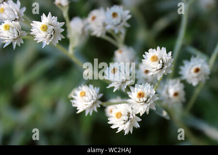 Kleine weiße Blüten blühen Stockfoto
