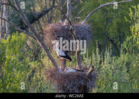 Weißstorch (Ciconia ciconia) am Nest, Sot del Fuster, Vilanova de la Barca, Katalonien, Spanien Stockfoto