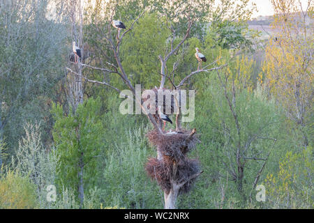 Weißstorch (Ciconia ciconia) am Nest, Sot del Fuster, Vilanova de la Barca, Katalonien, Spanien Stockfoto