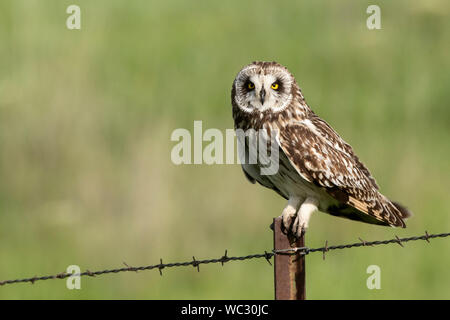 Nordamerika; USA; Montana; Tierwelt; Vögel; Raubfische; Sumpfohreule; Asio flammeus; Ninepipes National Wildlife Refuge. Stockfoto
