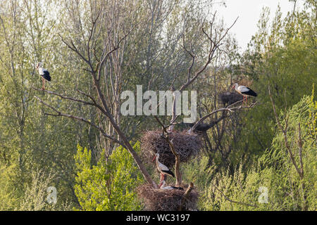 Weißstorch (Ciconia ciconia) am Nest, Sot del Fuster, Vilanova de la Barca, Katalonien, Spanien Stockfoto