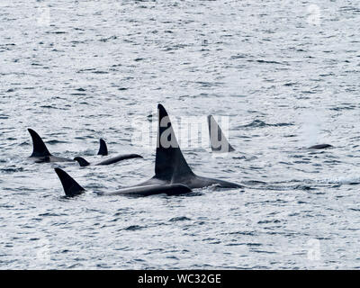 AG pod der ansässigen Schwertwale, oder Orca, Orcinus orca, in der Inside Passage im Südosten Alaska USA Stockfoto